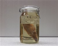 藏品(斑鱧)的圖片